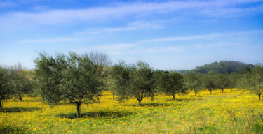 Pourquoi les olives de Nyons sont les meilleures