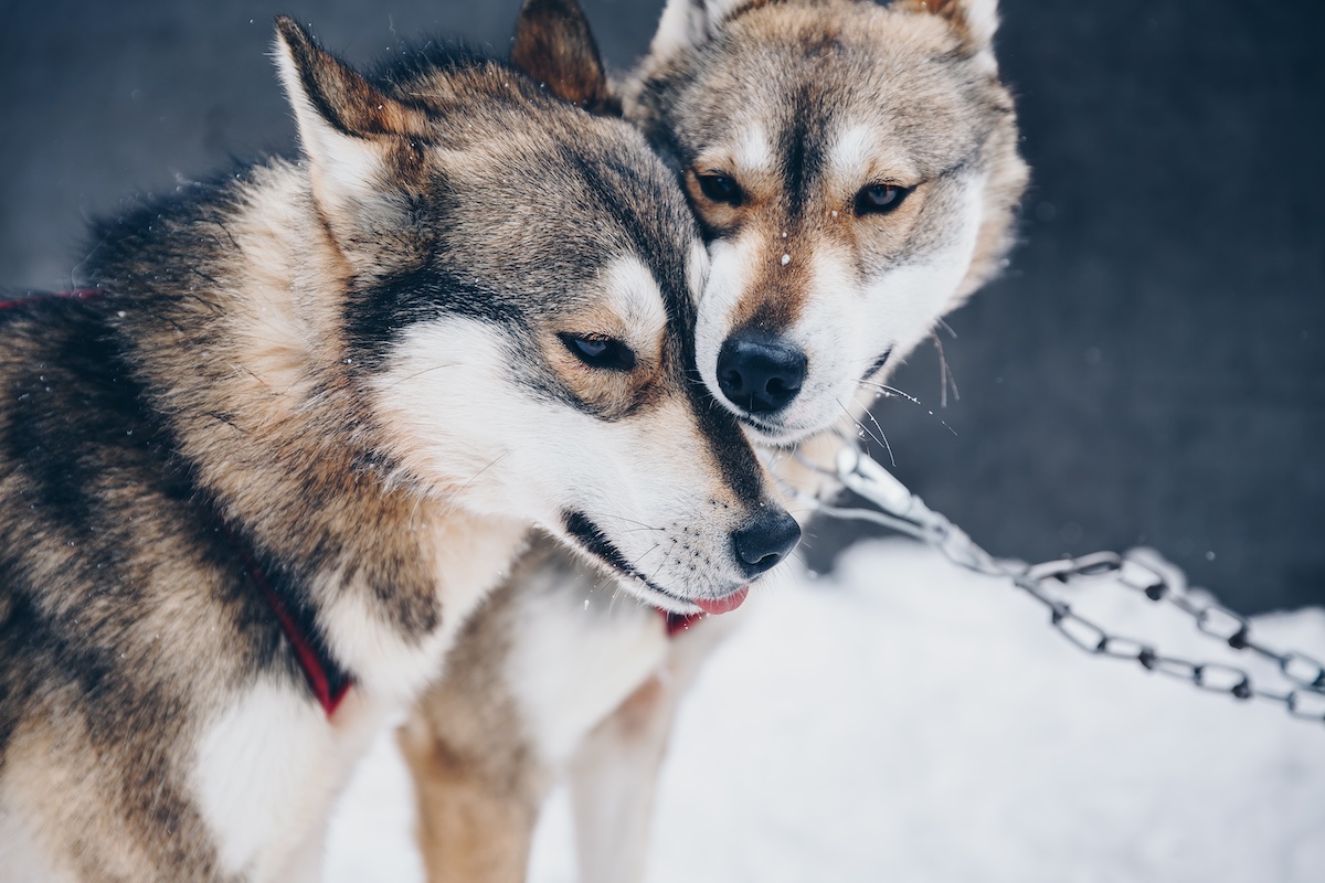 Siberian Husky Dogs In Snow Winter Forest In Finla 2023 11 27 04 56 38 Utc