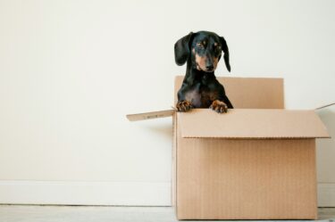 Black And Brown Dachshund Standing In Bo